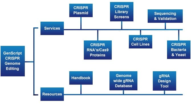 What is CRISPR - GenScript