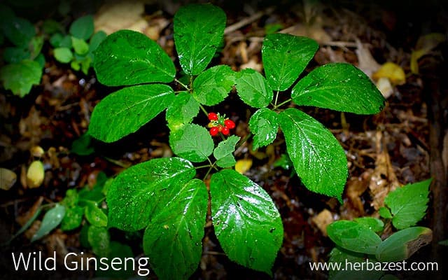 Wild Ginseng | HerbaZest