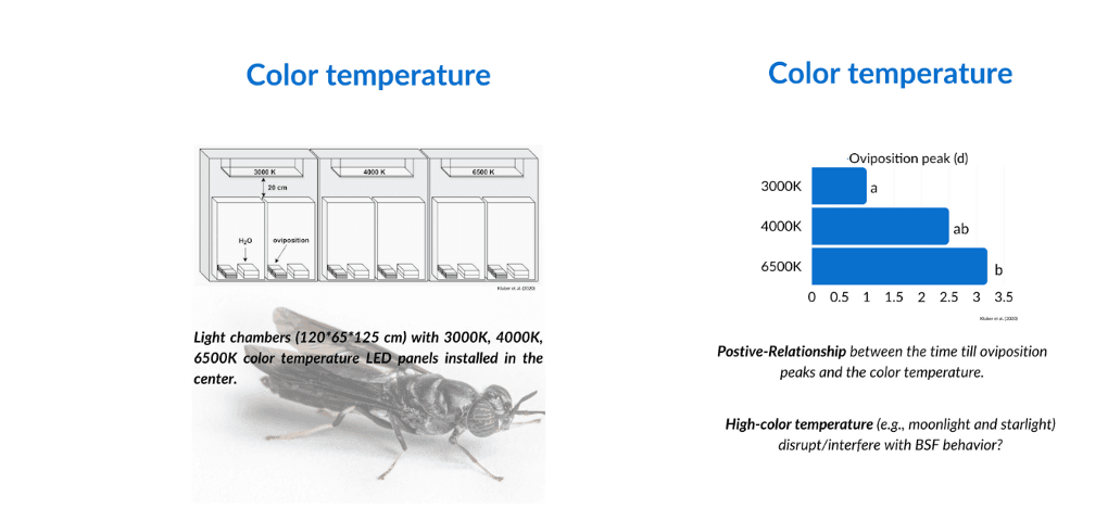 The Impact of Light Temperature on Black Soldier Fly Breeding