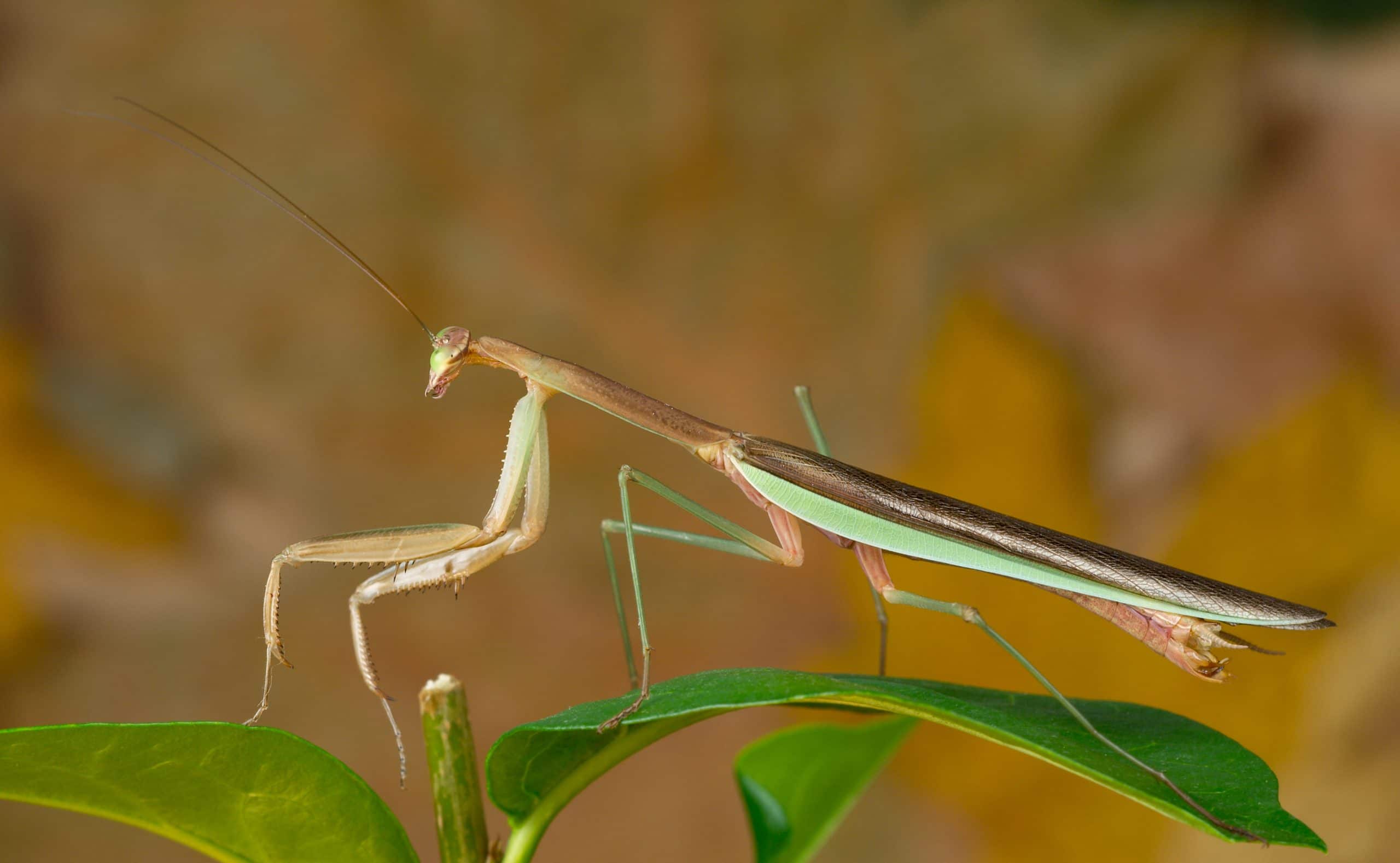 Chinese Mantis Care Sheet - Learn About Nature