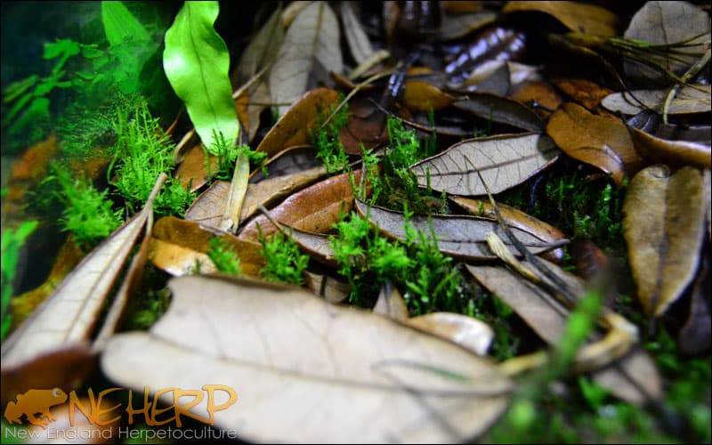 Bioactive Substrate Kits For Terrariums and Vivariums | NEHERP - Your ...
