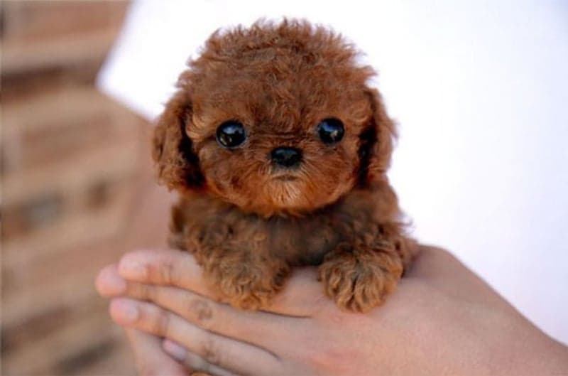 Cuales Son Los Cachorros Mas Lindos Del Mundo