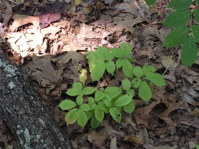 What does a ginseng plant look like? – Wild Ozark Ginseng Nursery ...