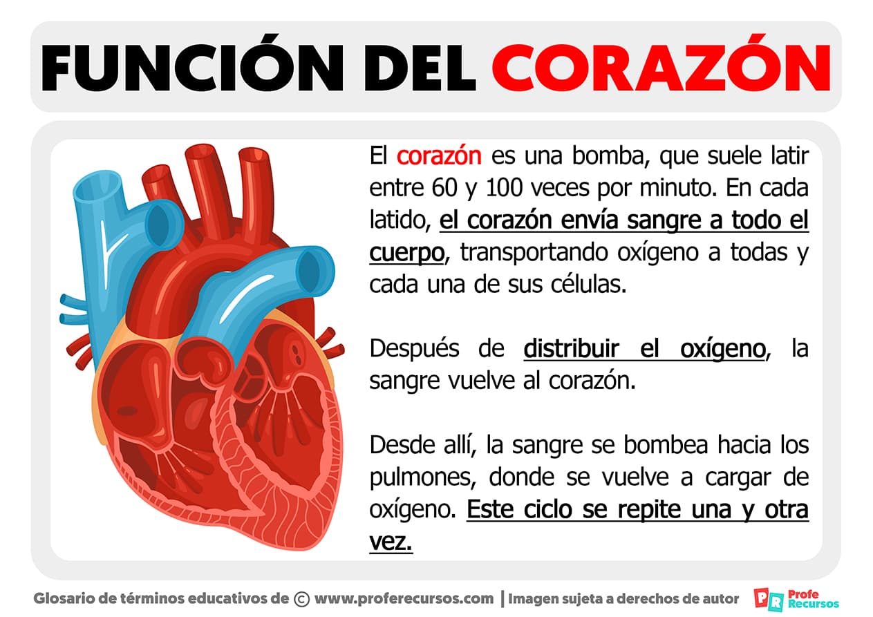 Partes Del Corazón: Anatomía Y Cómo Funciona El Corazón – CTTP