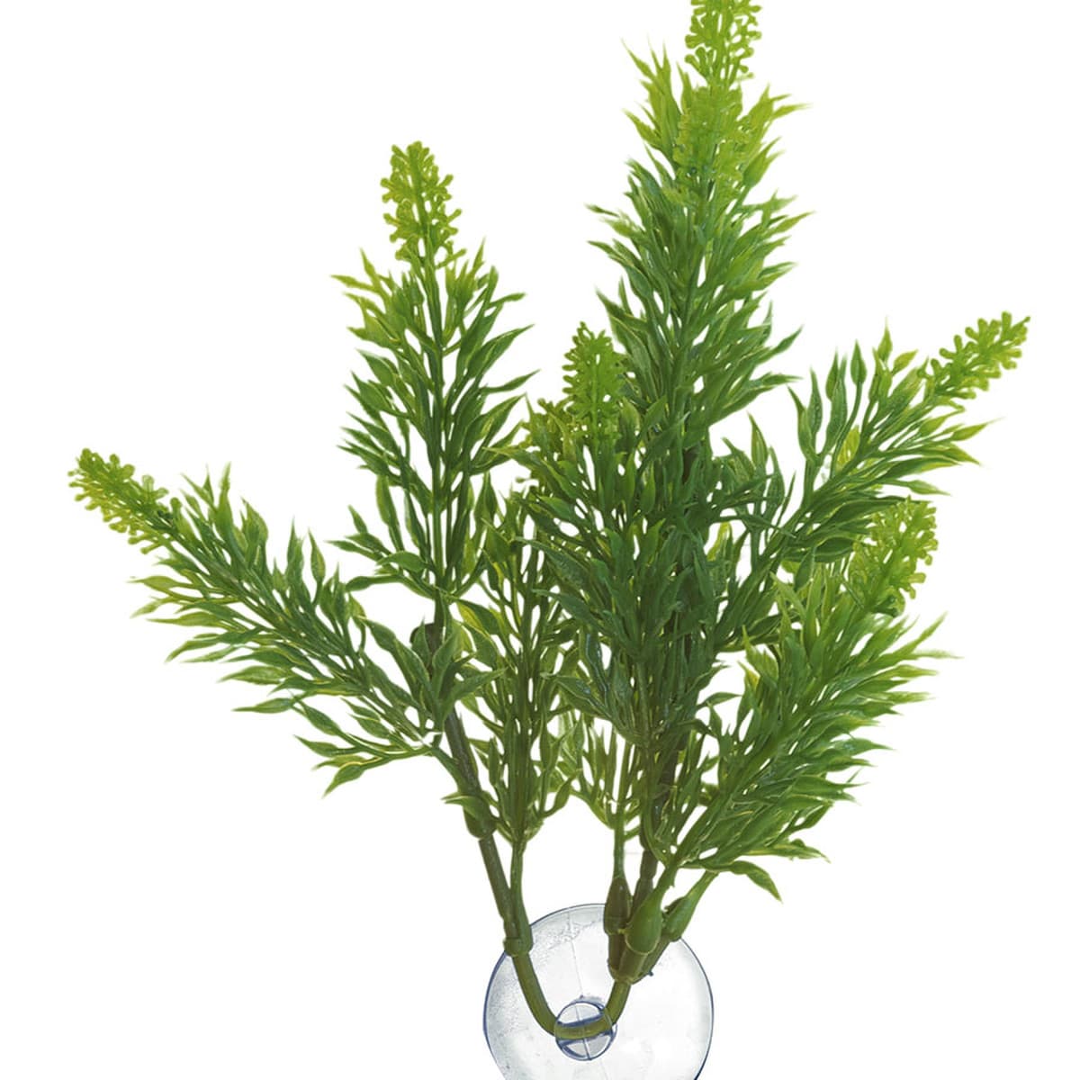 ZOO MALAYSIAN FERN PLANT – Medium – Repti Life Vivarums
