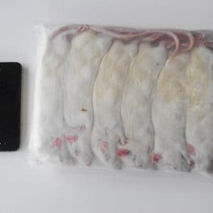 Frozen Rats – Bulk Packs – Rodent Farm