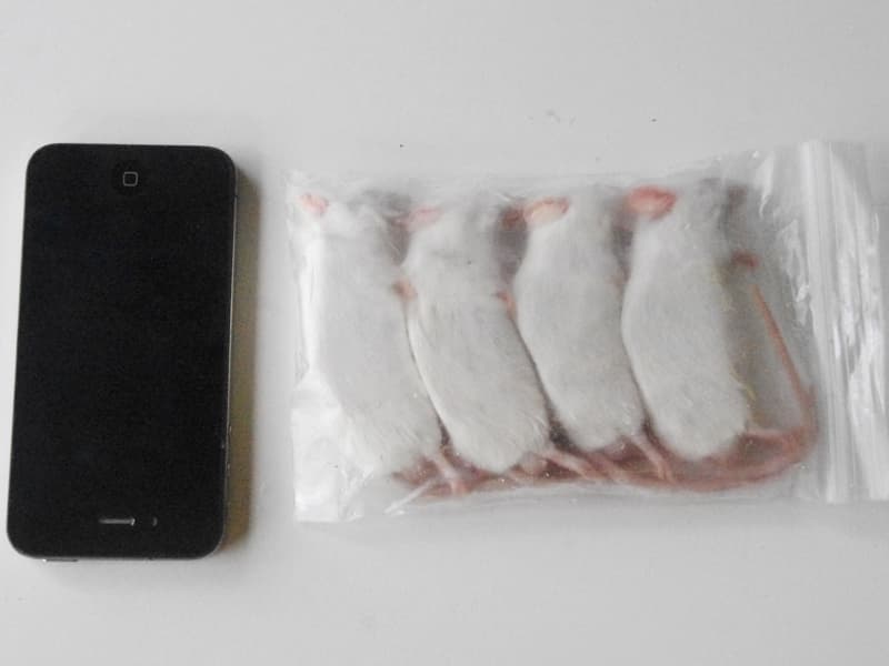 4 X-Large Frozen Mice – Standard Pack - Rodent Farm