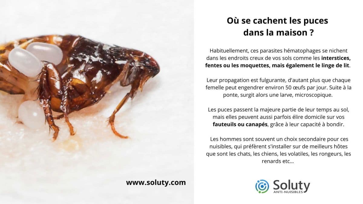 Puces : Conseils, Prévention et Traitements en images - SOLUTY