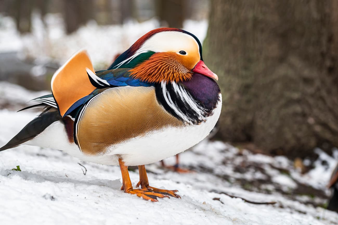 Duck Brand Water Heater Insulation Blanket