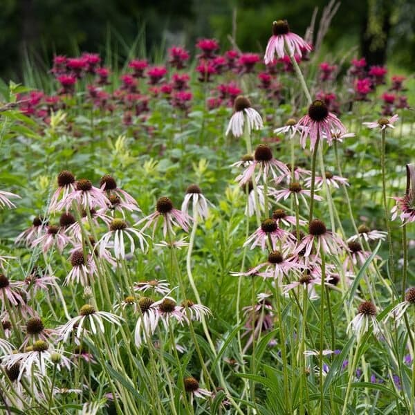 Echinacea pallida | White Flower Farm
