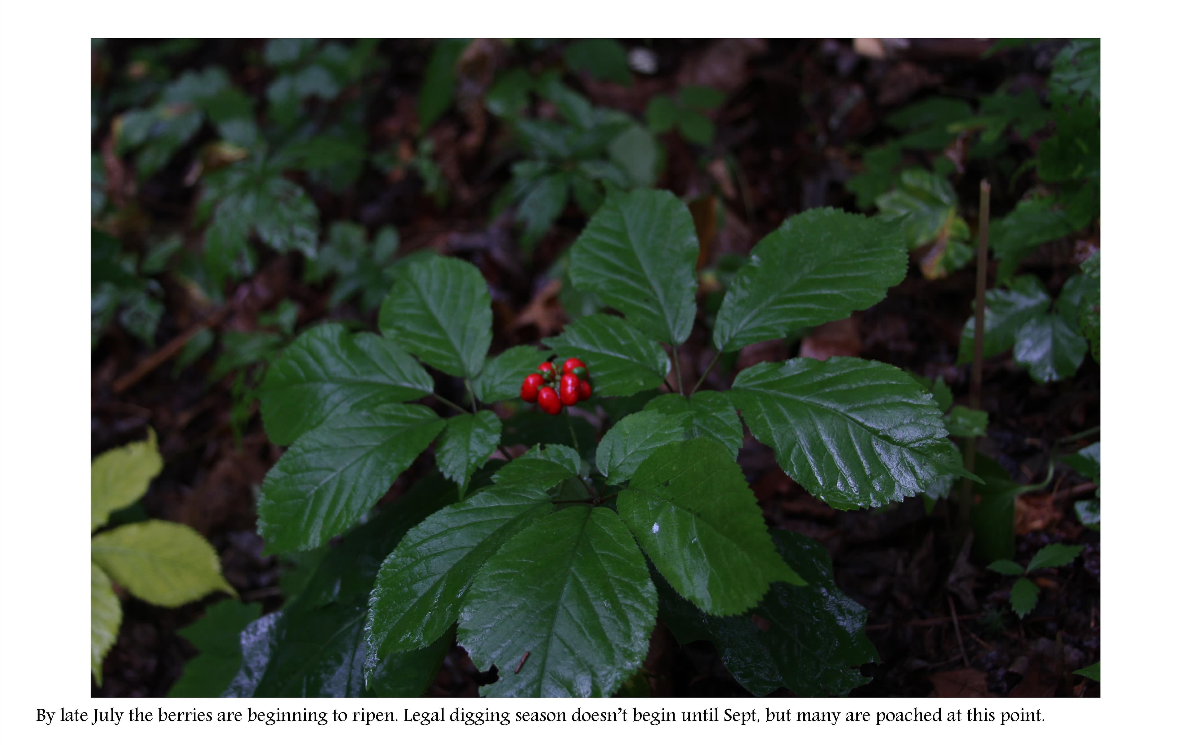 What does a ginseng plant look like? – Wild Ozark Ginseng Nursery ...