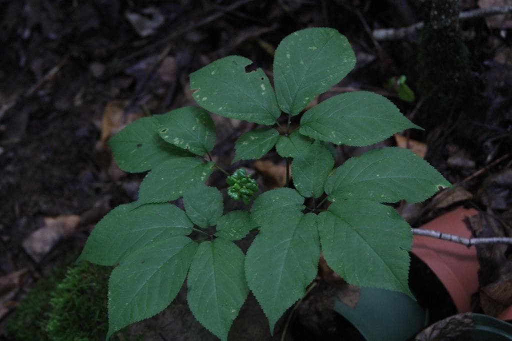 Ginseng Through the Seasons – Wild Ozark Ginseng Nursery & Habitat ...