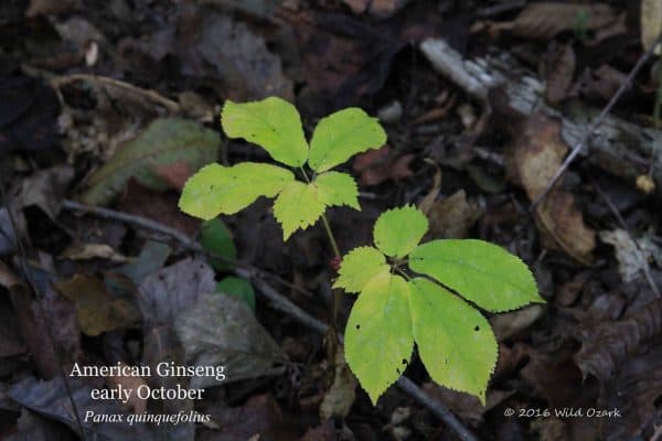 What does a ginseng plant look like? – Wild Ozark Ginseng Nursery ...