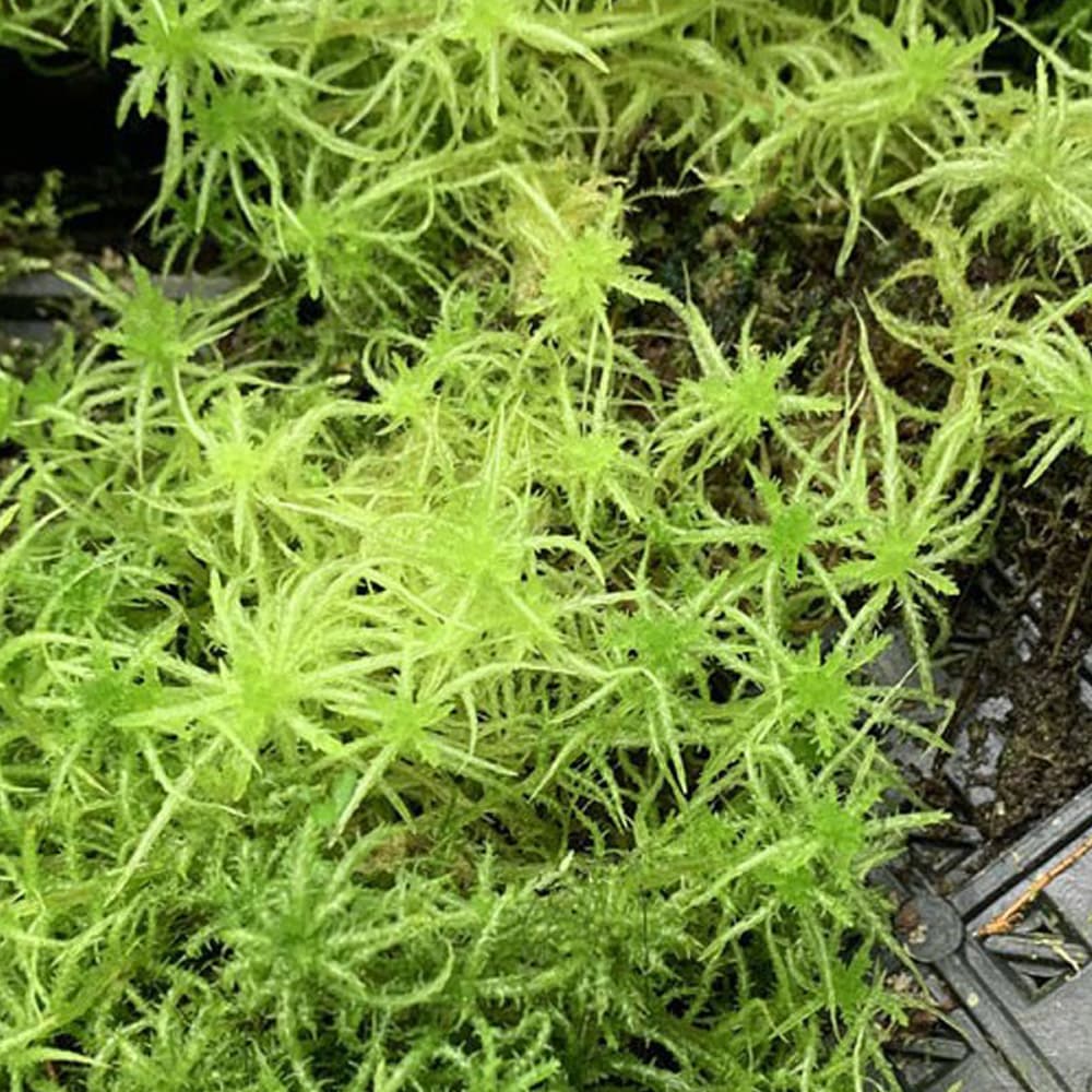 Live Sphagnum Moss - Woon Leng Nursery