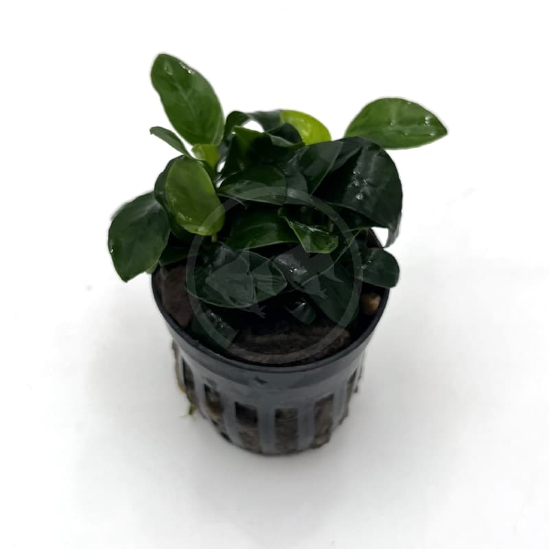 ANUBIAS - NANA PETITE Anubias nana 'petite' - Aquatics Unlimited
