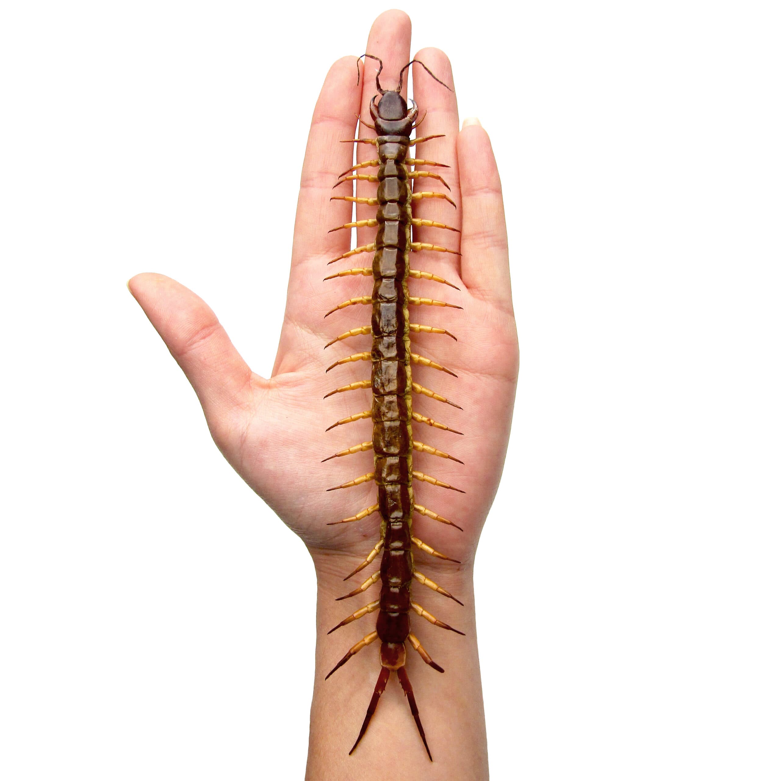 BicBugs Scolopendra gigantea GIANT centipede Peru