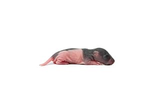 Frozen Rats For Sale – The Big Cheese Rodent Factory