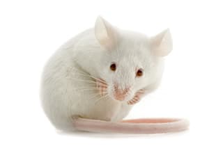 Frozen Mice For Sale – The Big Cheese Rodent Factory