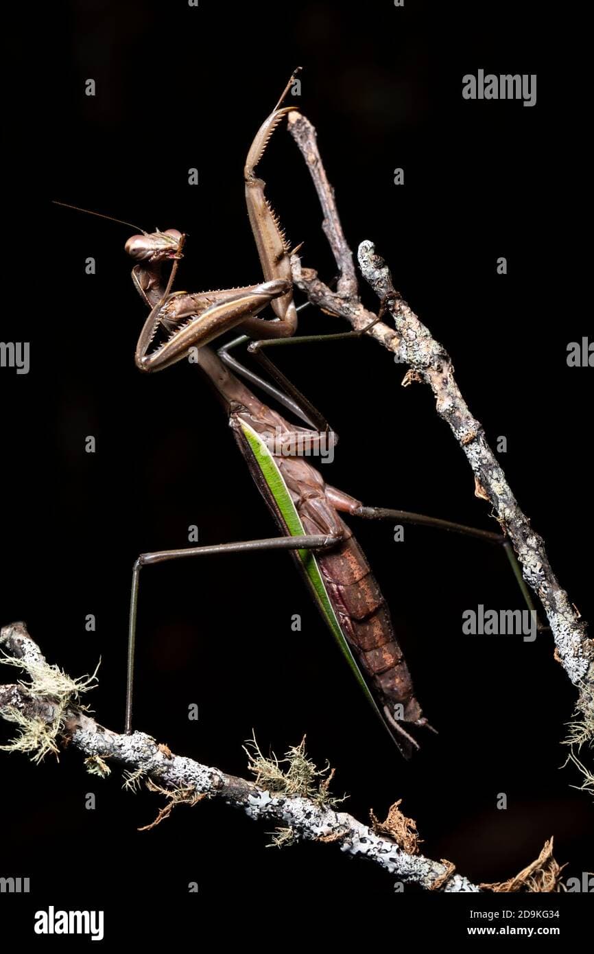 Chinese praying mantis (Tenodera sinensis) - Brevard, North Carolina ...