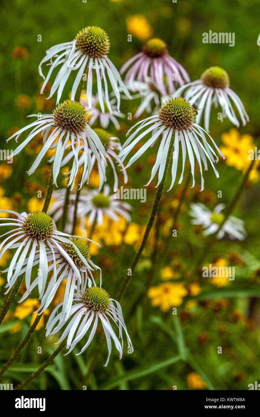 White Echinacea pallida Hula Dancer Coneflowers July flowers garden ...