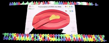 Flow of Genetic Information Kit©