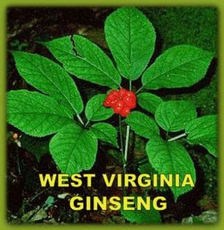 Wild ginseng harvest season to begin in Virginia