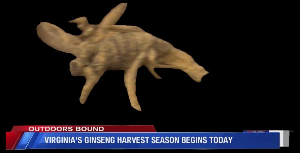 Wild ginseng harvest season to begin in Virginia