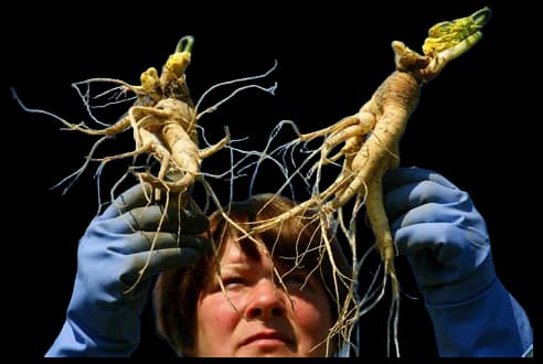 Medicinal Virginia plant, wild American ginseng, harvesting season ...