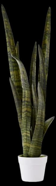 Faux Potted Snake Plant | West Elm