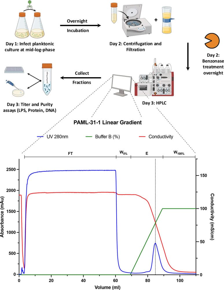 Bacteriophage purification using CIMmultus monolithic OH-column ...
