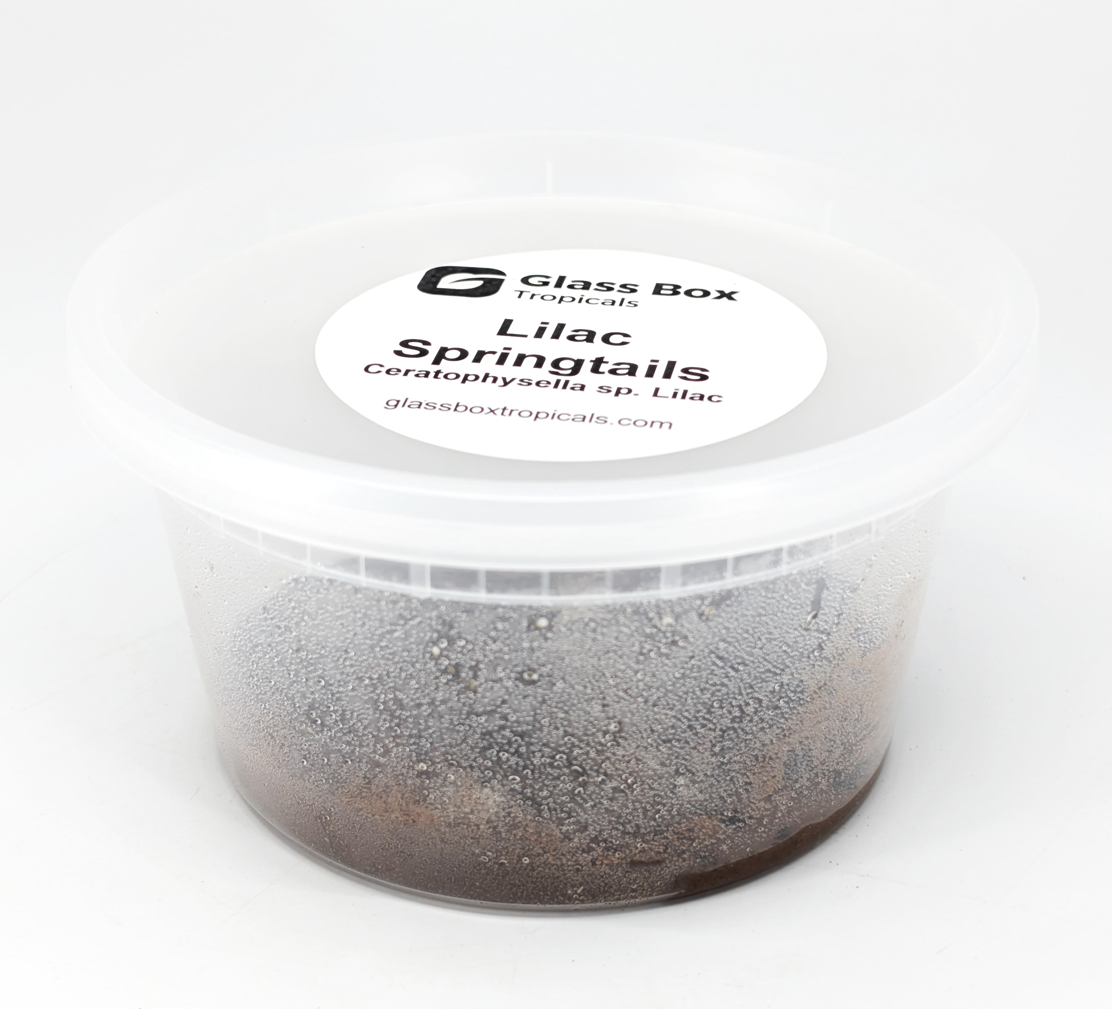 Lilac Springtail Culture - Ceratophysella sp. Lilac