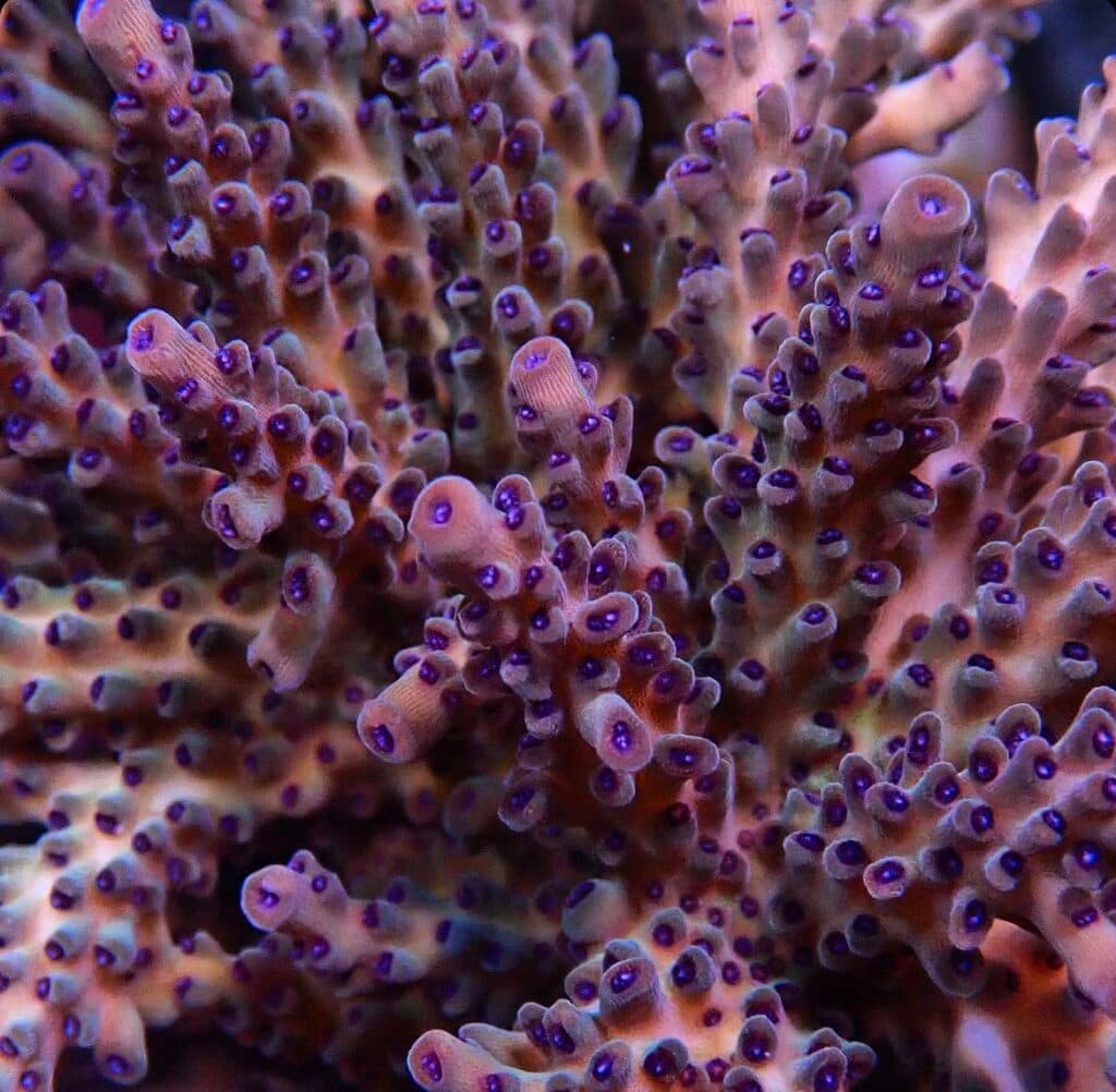 RR The Vinh Acropora – Cultured by Science