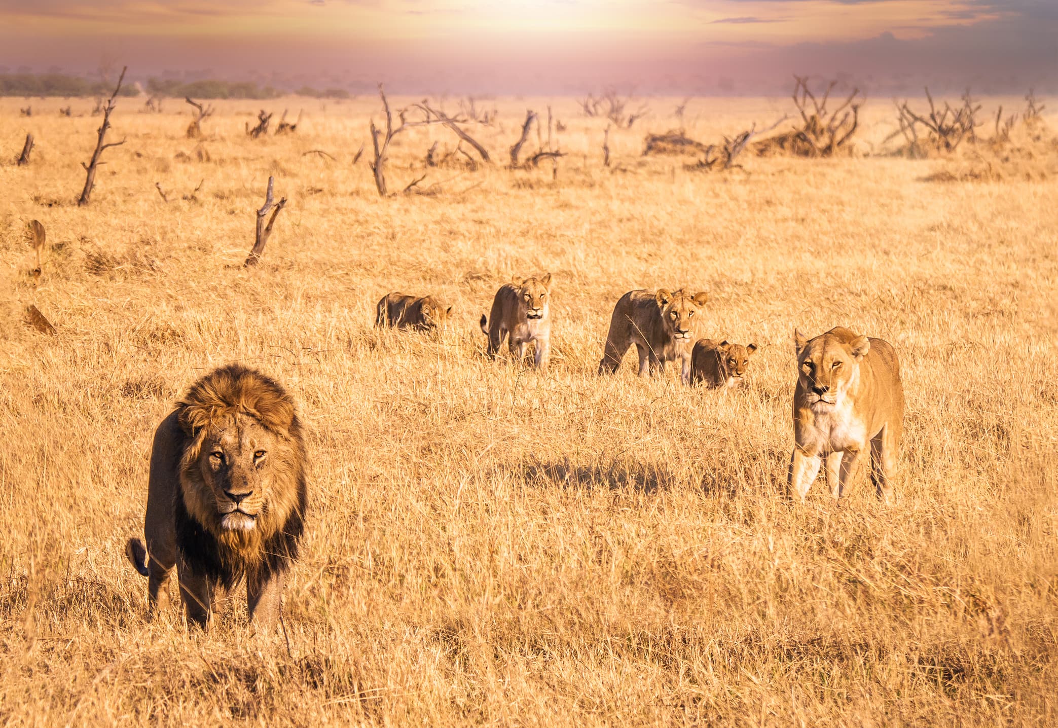 African Safari Lion