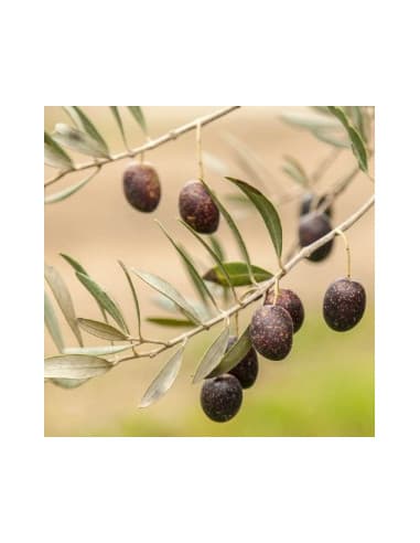 Olea europaea Mission