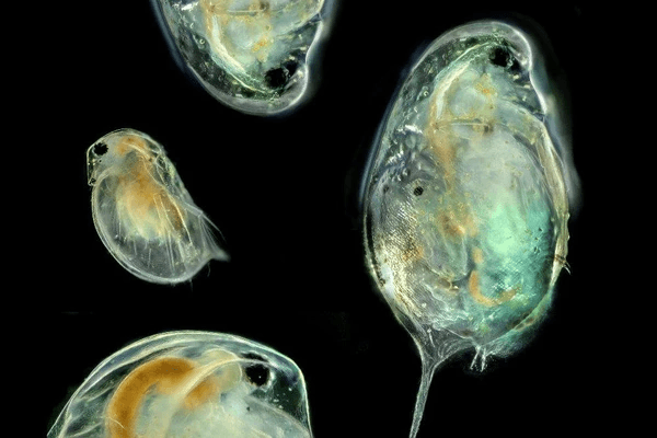 Feeding your fish live foods easy daphnia culture for the freshwater ...