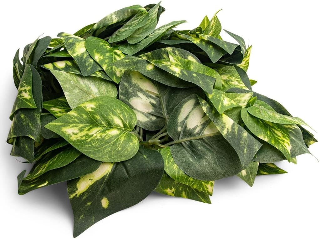 FLUKER'S Pothos Repta-Vines, 6-ft - Chewy.com