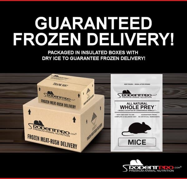 RODENT PRO Frozen Reptile Food, X-Small Pinky Mice, 100 count - Chewy.com