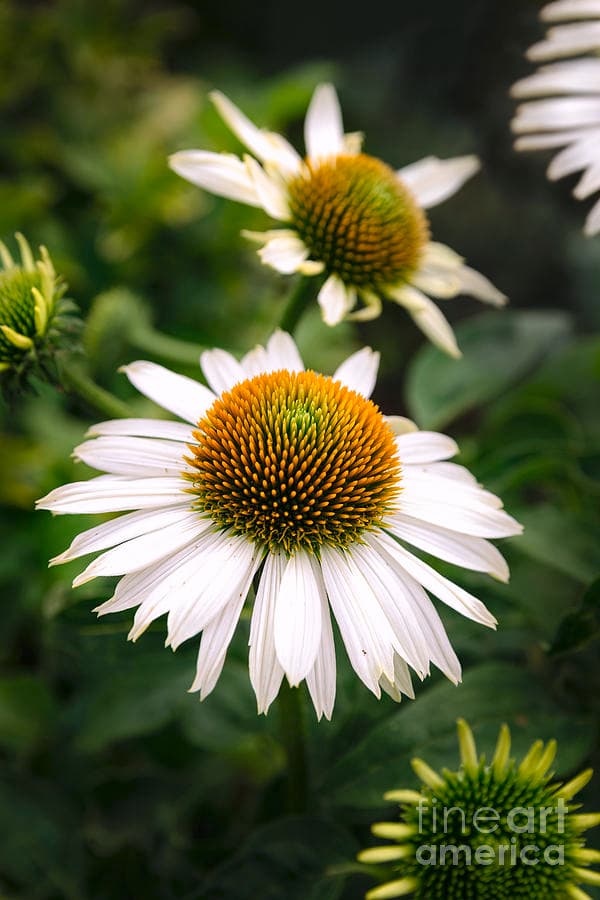 White Echinacea In Bloom Photograph by Wdnet Studio | Pixels