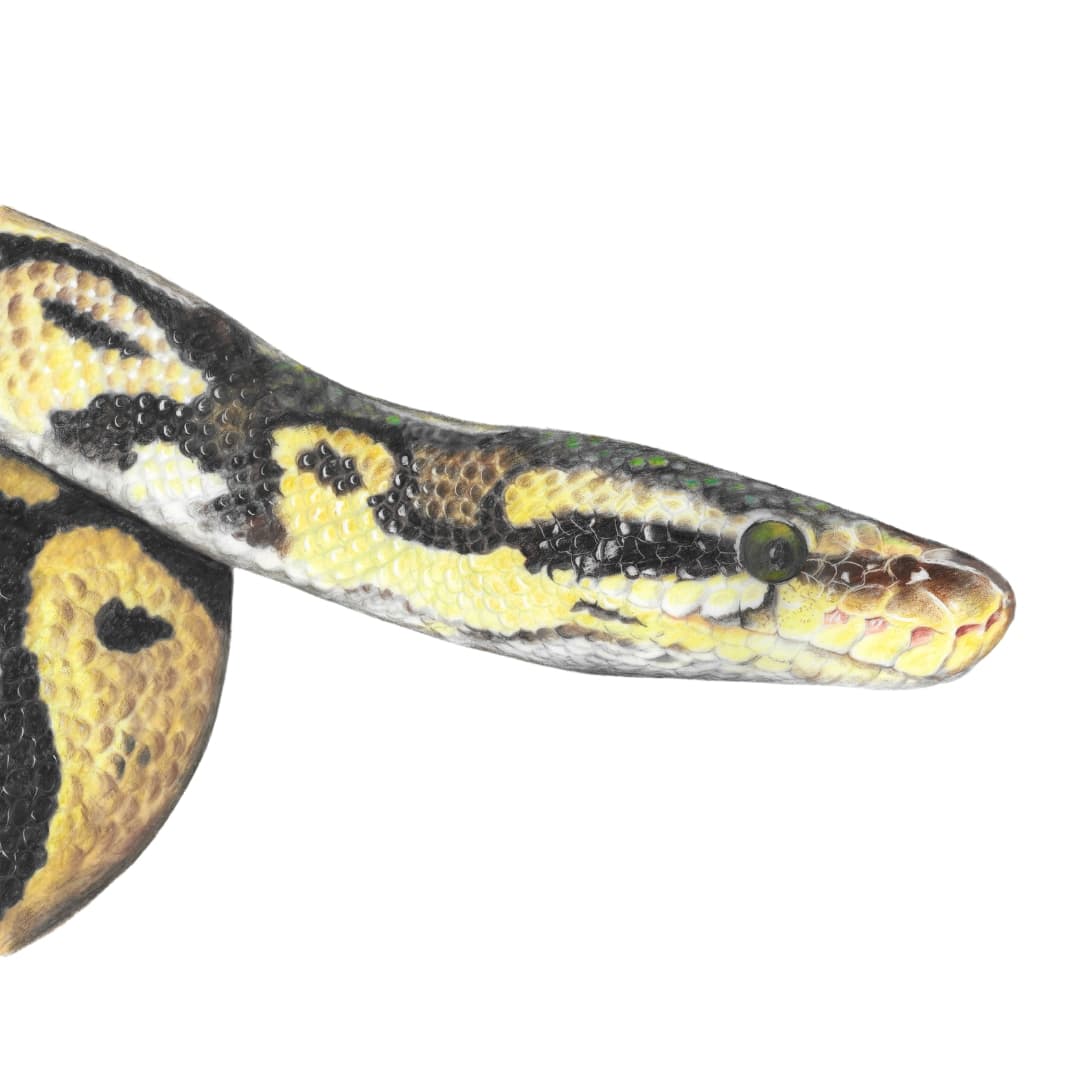 Royal Python Snake Card : Reptile Art (6" x 6") - Louise Green Animal ...