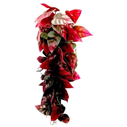 Penn-Plax Reptology Climber Vine for Reptiles – Green – 5 Feet ...