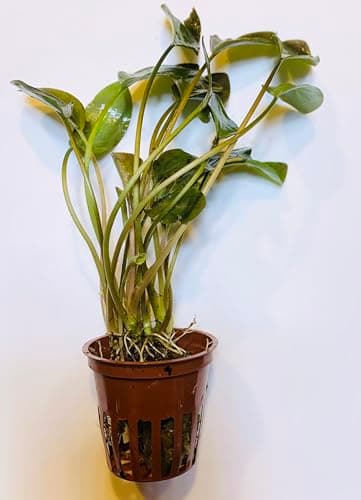 Lagenandra meeboldii Red