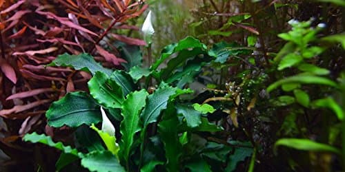 Bucephalandra Green Wavy
