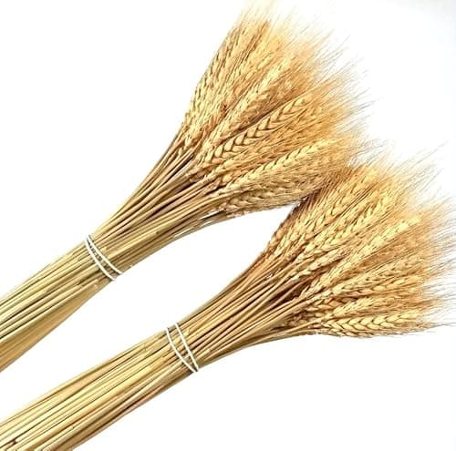 Country Dried Wheat Bundle | Antique Farmhouse
