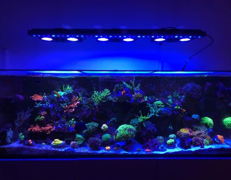 OR3 LED Bar Reef Aquarium Photo Gallery • Orphek Reef Aquarium LED Lighting