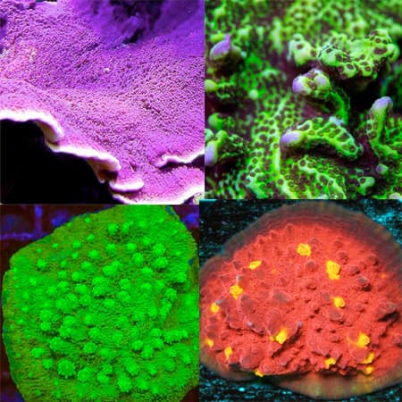 SPS starter pack 2 (4 easy-to-keep SPS corals) | Package offers! Extra ...