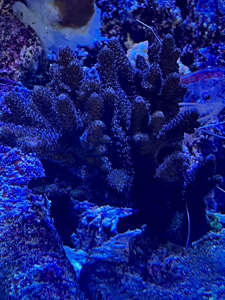 Reef Raft Acro Frag