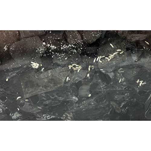 Josh's Frogs Temperate Springtail Culture - Pet Supplies online store