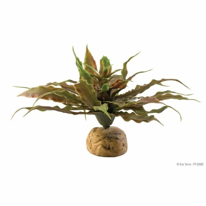 Exo Terra Desert Ground Plant Star Cactus - Aqualvera – Aquarium Fish ...