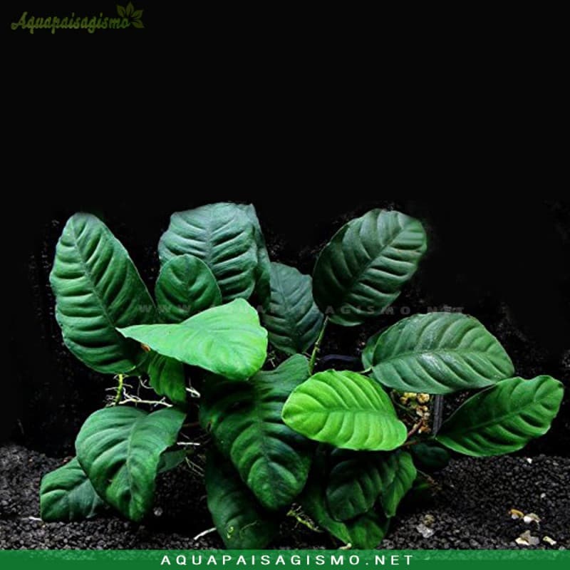 Anubias barteri var. Coffeefolia planta de aquário
