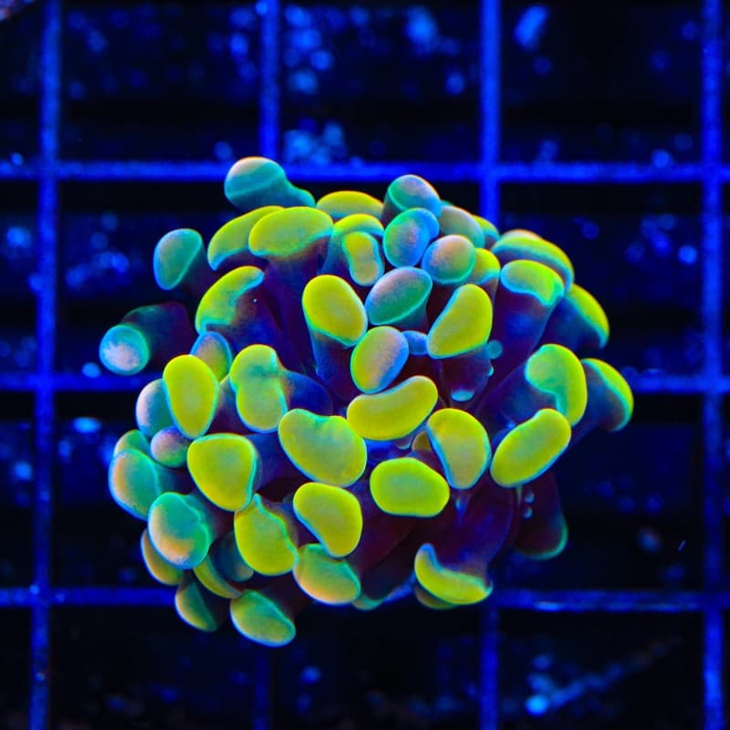WWC Rainbow Branching Hammer – Koral King